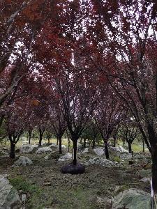 16公分红叶李价格4300元-精品红叶李大量供应-低价出售